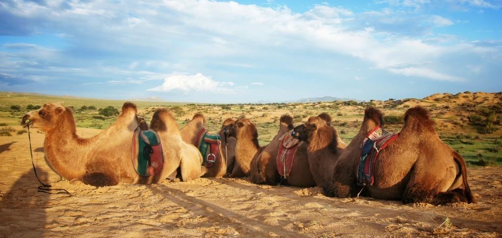 Majestic Gobi Tour Operator And Guest House Oelan-bator Buitenkant foto